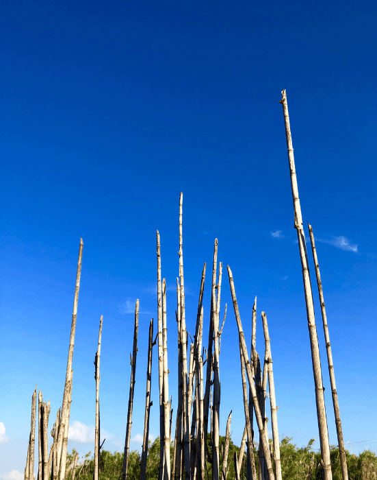 Raw and White Sugar Plants